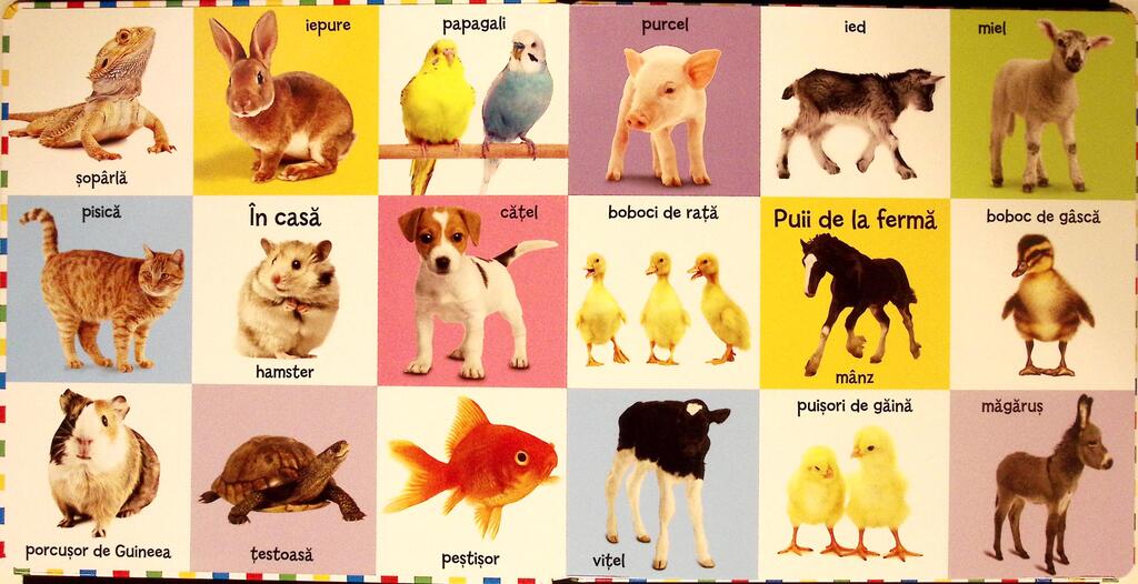 PRIMELE 100 ANIMALE - imagine 3