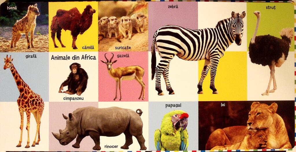 PRIMELE 100 ANIMALE - imagine 2