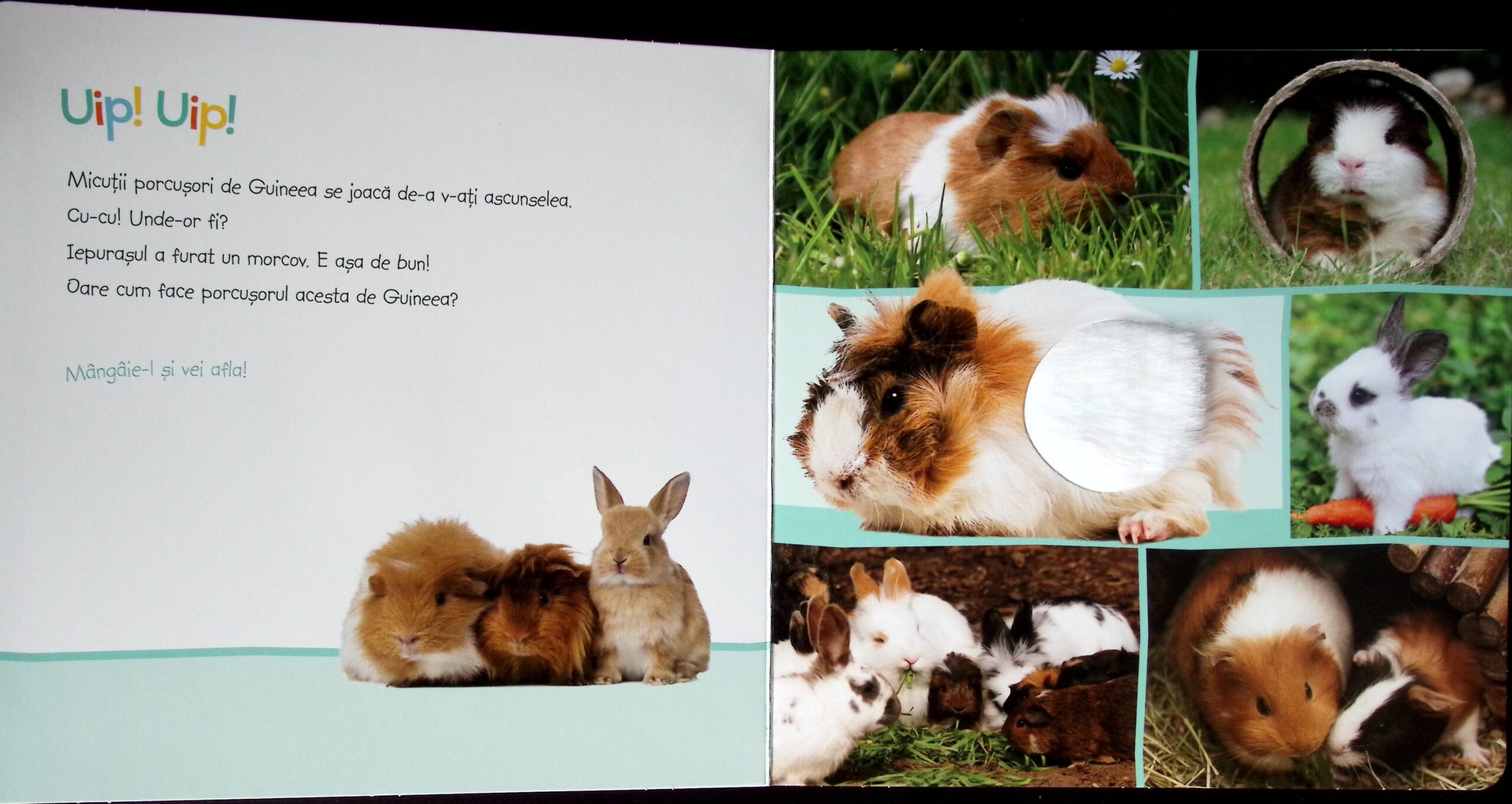 ASCULTAȚI, COPII, OARE CINE POATE FI? ANIMALE ÎNDRĂGITE - imagine 4