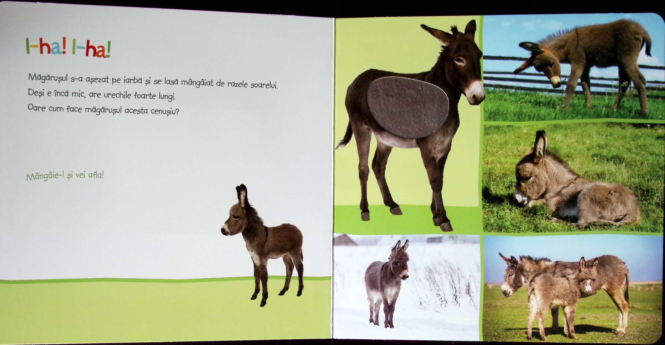 ASCULTAȚI, COPII, OARE CINE POATE FI? ANIMALE ÎNDRĂGITE - imagine 5
